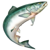 ghazabamahi.ghazabamahi72