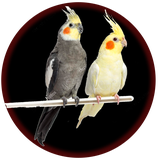 cockatiel.app