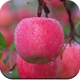 com.AppleWallpaper.fruitapplewallpaper.fruitwallpaper.beautifulapplewallpaper