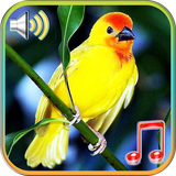 com.bingoringtones.birds
