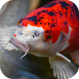 japankoifish.ihs.com