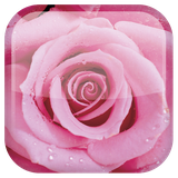 com.androidwasabi.livewallpaper.rose