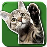 info.vazquezsoftware.cats