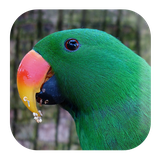 com.kikaapps.parrotsounds.birdsounds