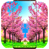 com.SakuraWallpaper.blossomwallpaper.flowerwallpaper.cherry.tree