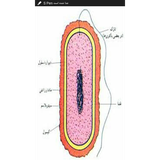 ir.microorganis.book