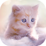 com.tppm.cute.kitten.live.wallpapers