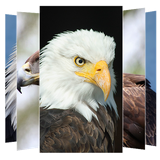com.suviapps.Eagle.WallpapersHd.eaglewallpapers