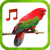 com.tmusic.bird1