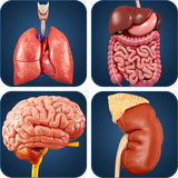 com.visual3dscience.organs