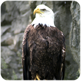 com.mobileapps.eaglebirdsimulatorflight