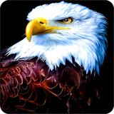 com.techwall.Eagle