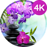 com.easy_wallpapers.flowers