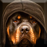 com.sakuragiice.rottweilerwallpaper