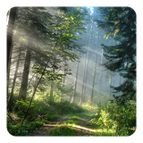 com.ForestLiveWallpaperHD