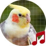 pro.sboard.ringtone.cockatiel