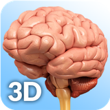 com.visual3dscience.brainpro