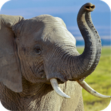 com.wallpaper.elephantwallpaper.wallpaperhd
