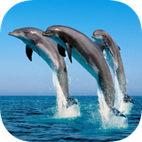 org.newwall.animal.sea