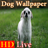 zr.gsg.dog