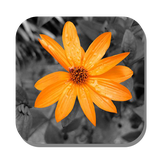 com.pineapple.colorsplash